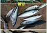 1|동해권|경북|고등어...포항영일 신항만 바다상황,조황.(신항만신신낚시)